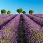viaggio in provenza