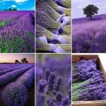 campi di lavanda