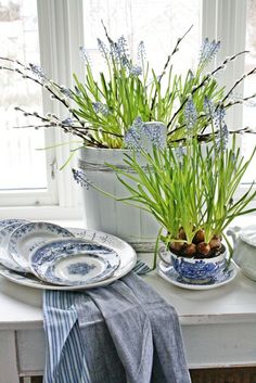 piatti fiori