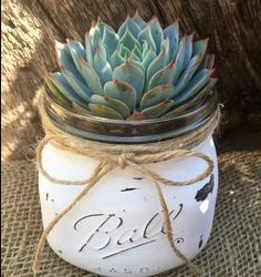 shabby chic cactus barattolo