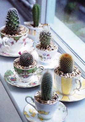 shabby chic tazzine cactus